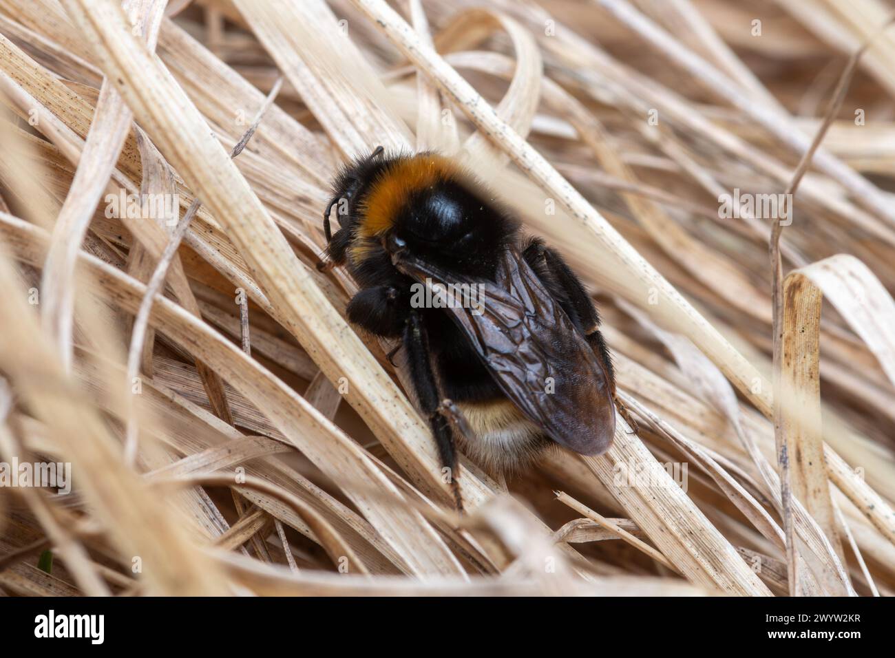 bumblebee a cucù del sud (Bombus vestalis), Hampshire, Inghilterra, Regno Unito, durante aprile o primavera Foto Stock