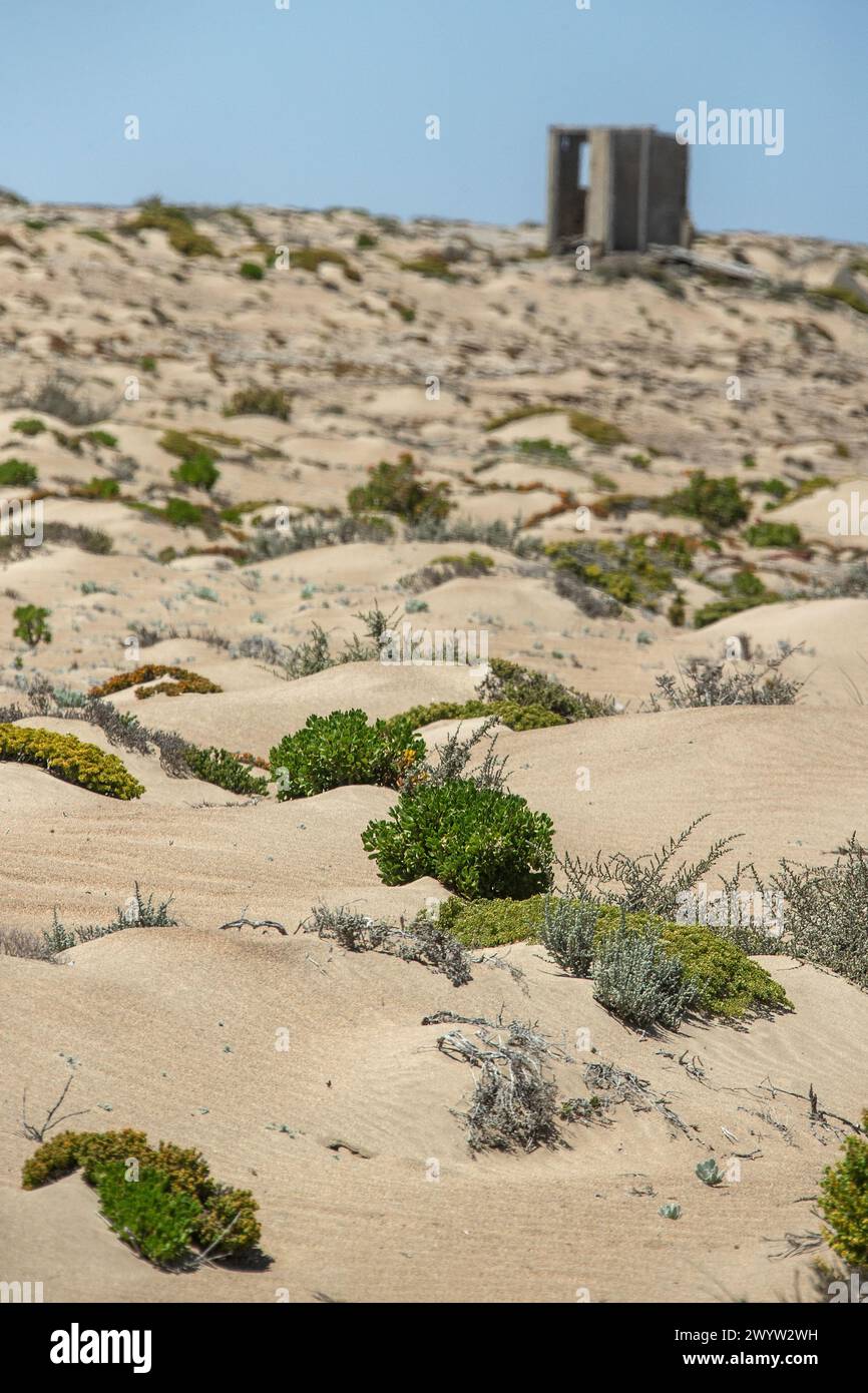 Piante del deserto di fronte a un bagno abbandonato in cemento nella miniera di Bogenfels, nella zona deserta e proibita della Namibia. Foto Stock