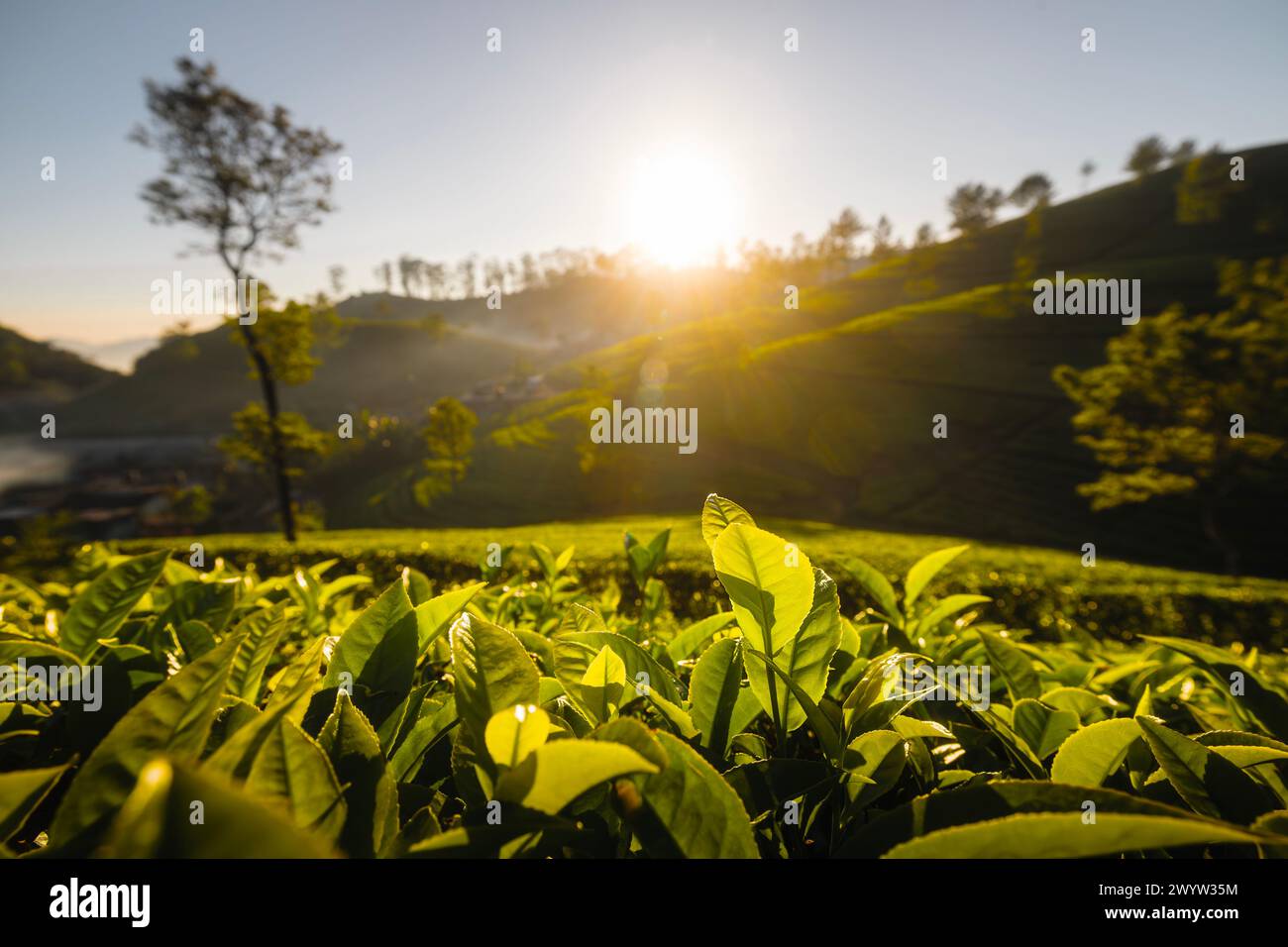Splendida alba sulle colline con piantagioni di tè vicino a Haputale nello Sri Lanka. Foto Stock