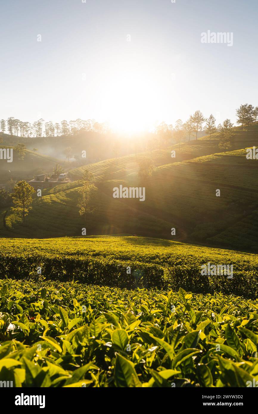 Splendida alba sulle colline con piantagioni di tè vicino a Haputale nello Sri Lanka. Foto Stock