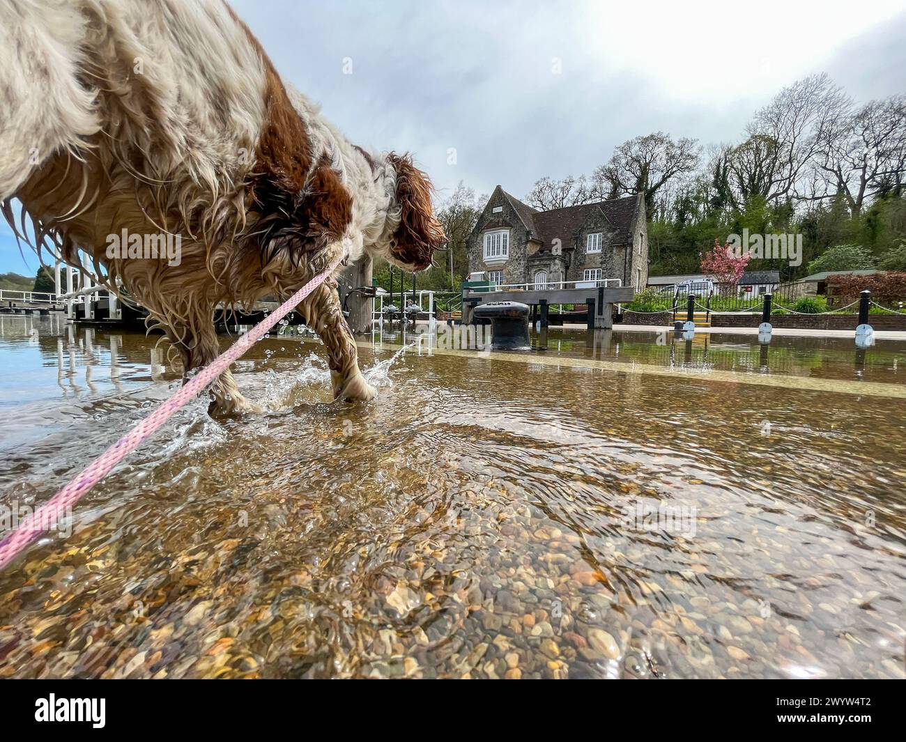 Un cane eccitato spruzza in acqua alta durante la marea primaverile e l'eclissi, il fiume Medway fa esplodere le sue rive ad Allington Lock vicino a Maidstone nel Kent. Foto Stock