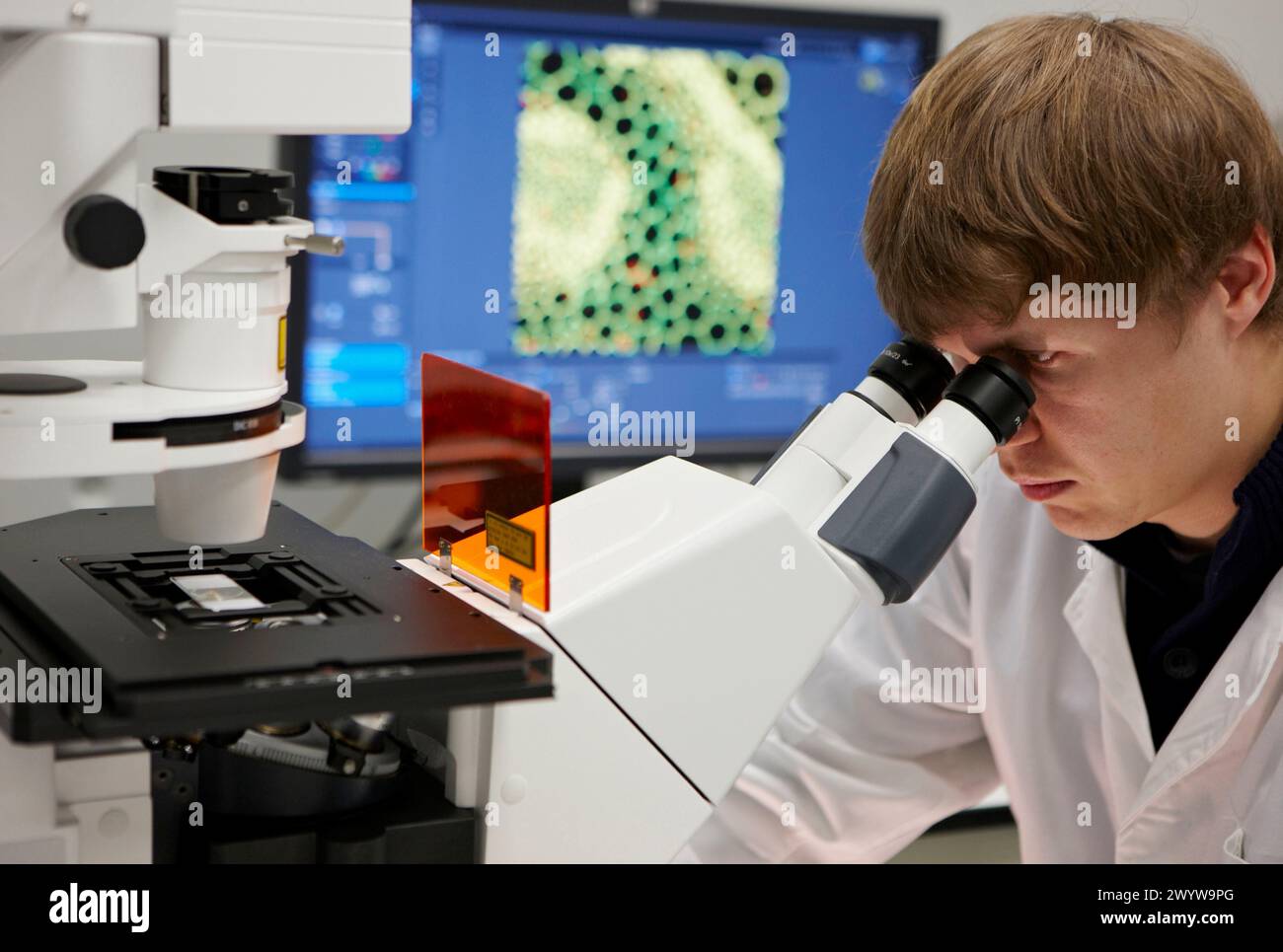 Analisi di campioni marcati fluorescenti, laboratorio di caratterizzazione, microscopio confocale, CIC nanoGUNE Nanoscience Cooperative Research Center, Donostia, Gipuzkoa, Euskadi, Spagna. Foto Stock