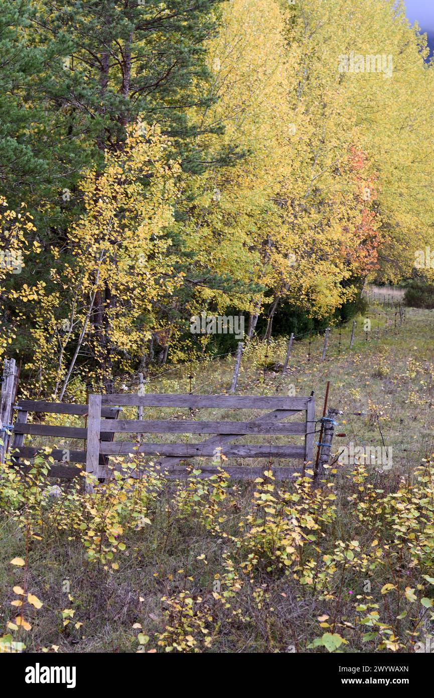 Old Farm Gate, alberi d'autunno e campo abbandonato Foto Stock