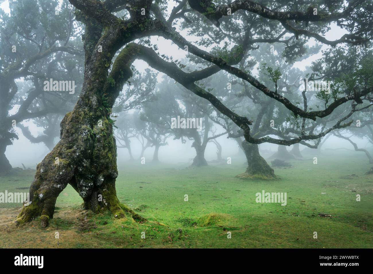 Vecchi alberi di alloro nella nebbia nella foresta dell'isola di Fanal Madeira, Portogallo Foto Stock