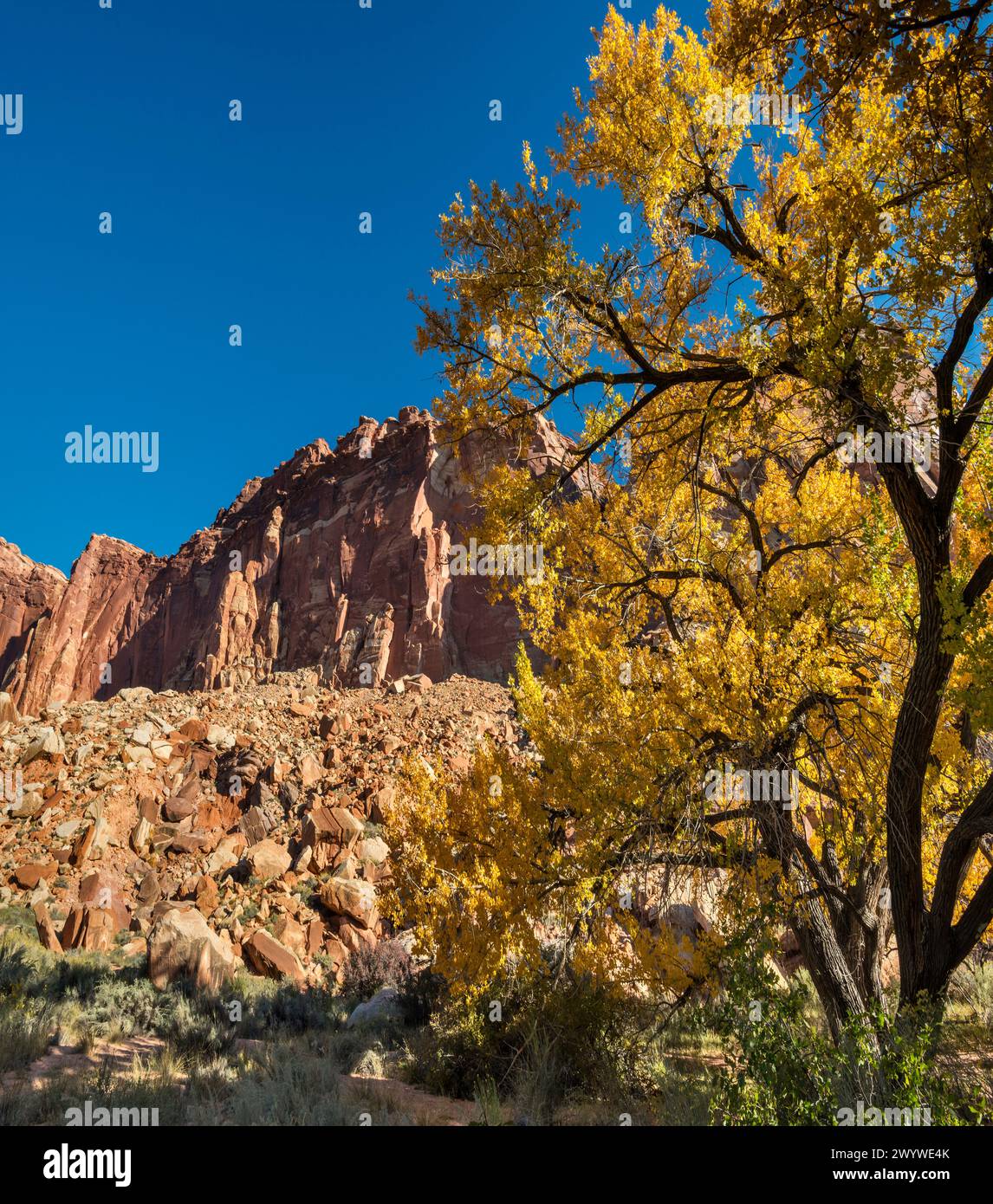 L'albero di cottonwood di Fremont nei colori autunnali, zona ripariale presso Fremont Gorge nel Capitol Reef National Park, Utah, USA Foto Stock