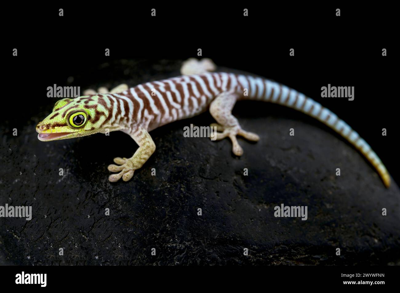 Geco diurno di classifica (Phelsuma standingi) giovanile Foto Stock