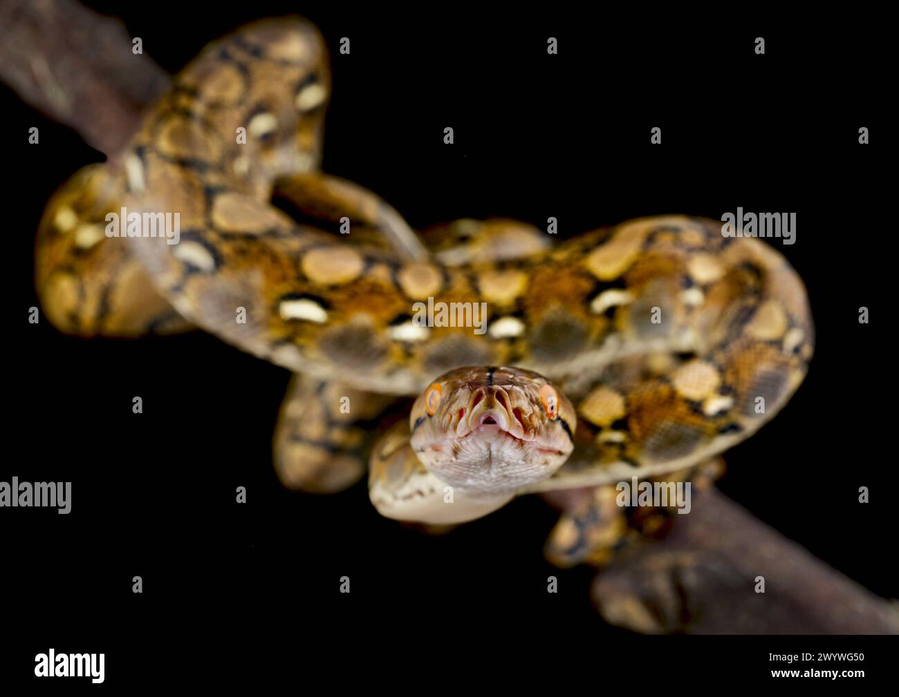 Pitone reticolato (Malayopython reticulatus) Foto Stock