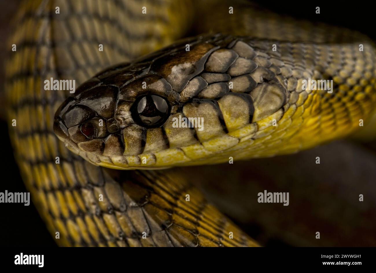 Serpente di gatto di Tanahjampea (Boiga tanahjampeana) Foto Stock