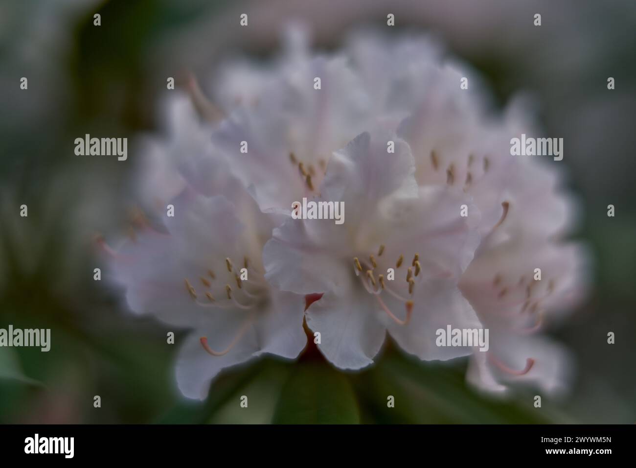 rhododendro primaverile fiorisce da vicino Foto Stock