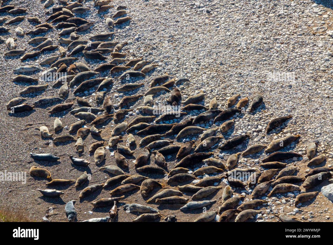 Colonia di foche grigie dell'Atlantico Halichoerus grypus atlantica che riposa sulla spiaggia di Flamborough Head nel North Yorkshire Inghilterra Regno Unito. Foto Stock