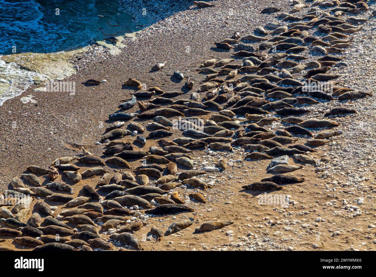 Colonia di foche grigie dell'Atlantico Halichoerus grypus atlantica che riposa sulla spiaggia di Flamborough Head nel North Yorkshire Inghilterra Regno Unito. Foto Stock