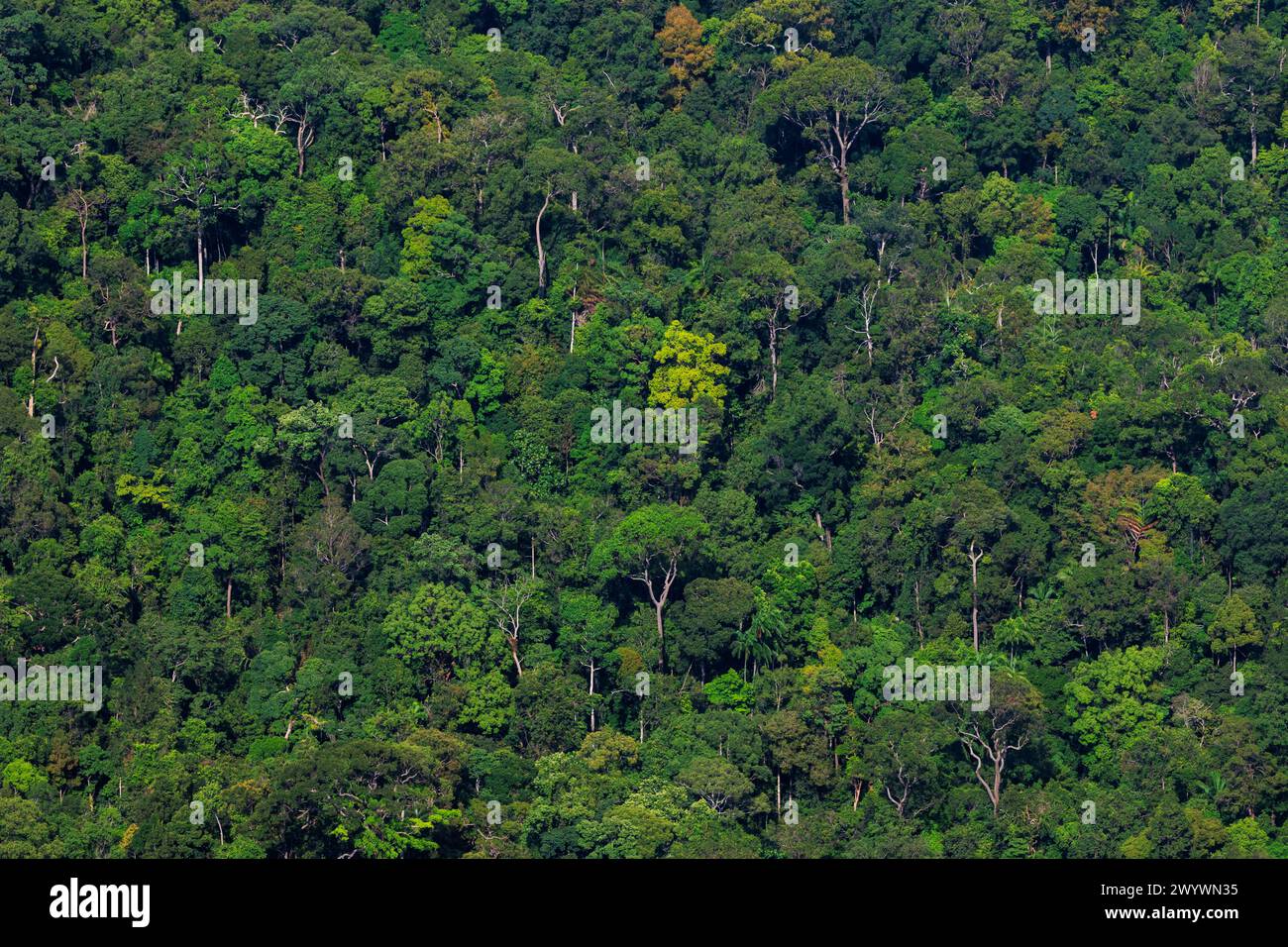 La lussureggiante foresta verde dell'isola di Langkawi in Malesia, con alberi di varie dimensioni, densamente affollati, vista dalla funivia che sale al ponte sospeso. Foto Stock