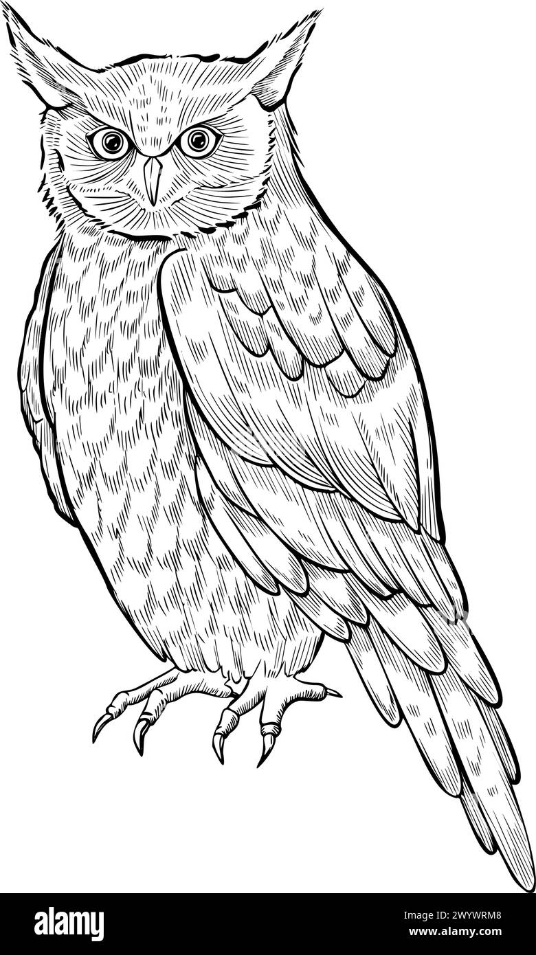 Illustrazione vettoriale Owl. Uccello da sera con inchiostro nero in stile sagomato. Disegno di animali della foresta con per icona o logo. Disegno del simbolo della saggezza nelle fiabe. Schizzo del gufo. Illustrazione Vettoriale