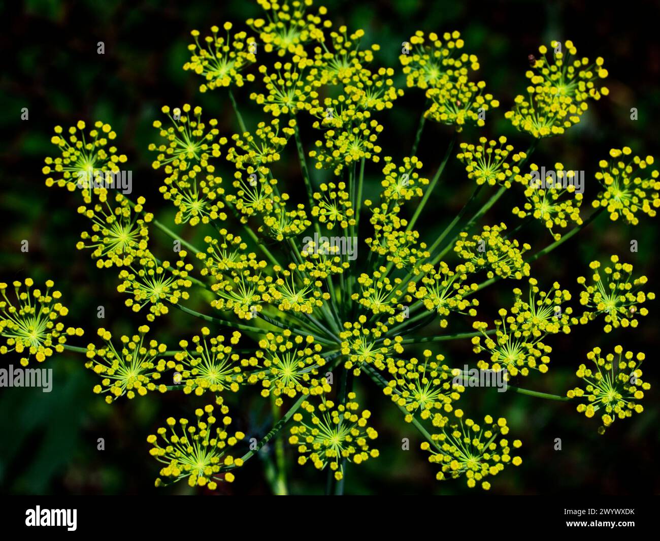 L'immagine mostra boccioli gialli luminosi sulle estremità degli steli verdi. Foto Stock