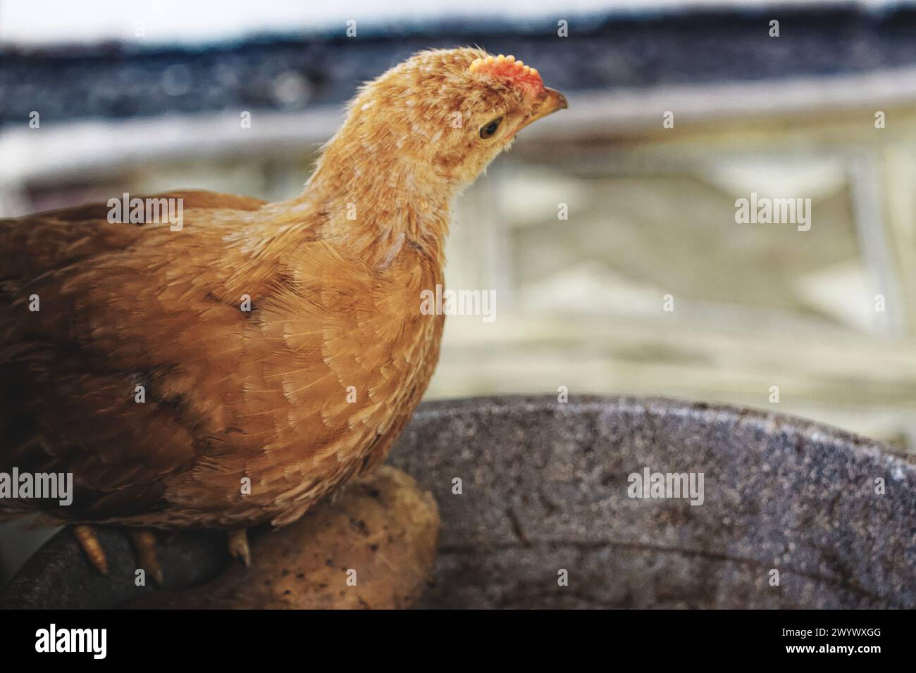 Un pollo giovane con piume d'arancia brillante e un pettine rosso distinto è appollaiato su una superficie grigia; lo sfondo è sfocato. Foto Stock