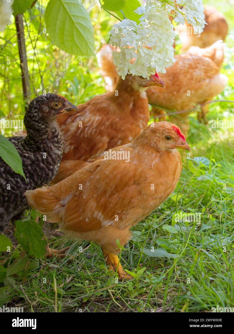 Immagini vivaci che catturano polli in mezzo alla natura; sono circondati dal verde, tra cui erba e piante. Foto Stock