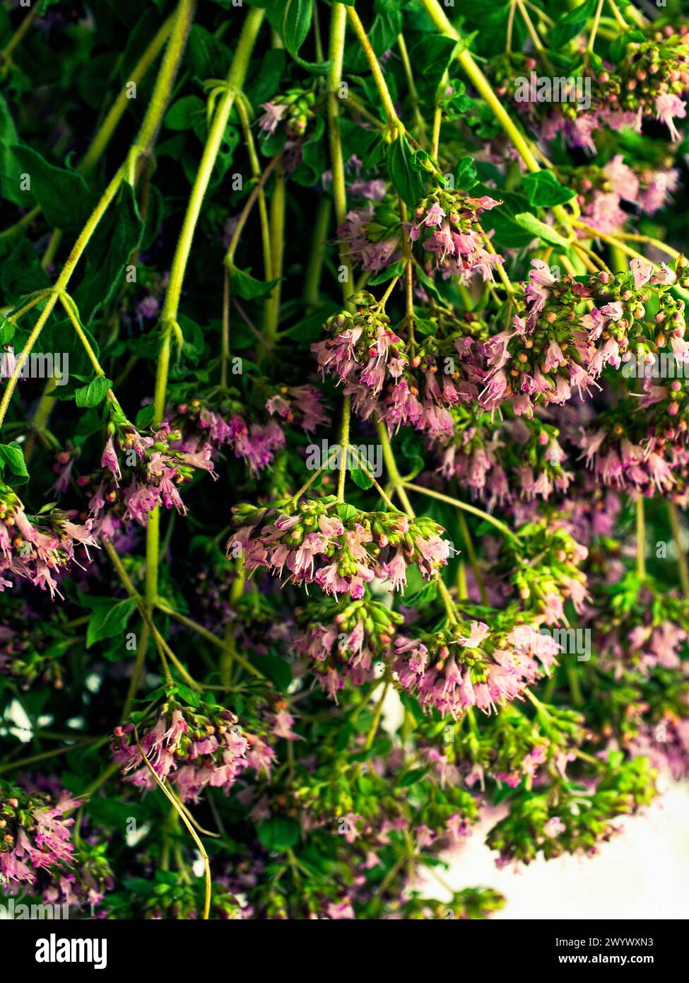 Una visione dettagliata dei fiori rosa tra un fogliame verdeggiante, che offre uno sguardo sulla diversità della natura. Foto Stock