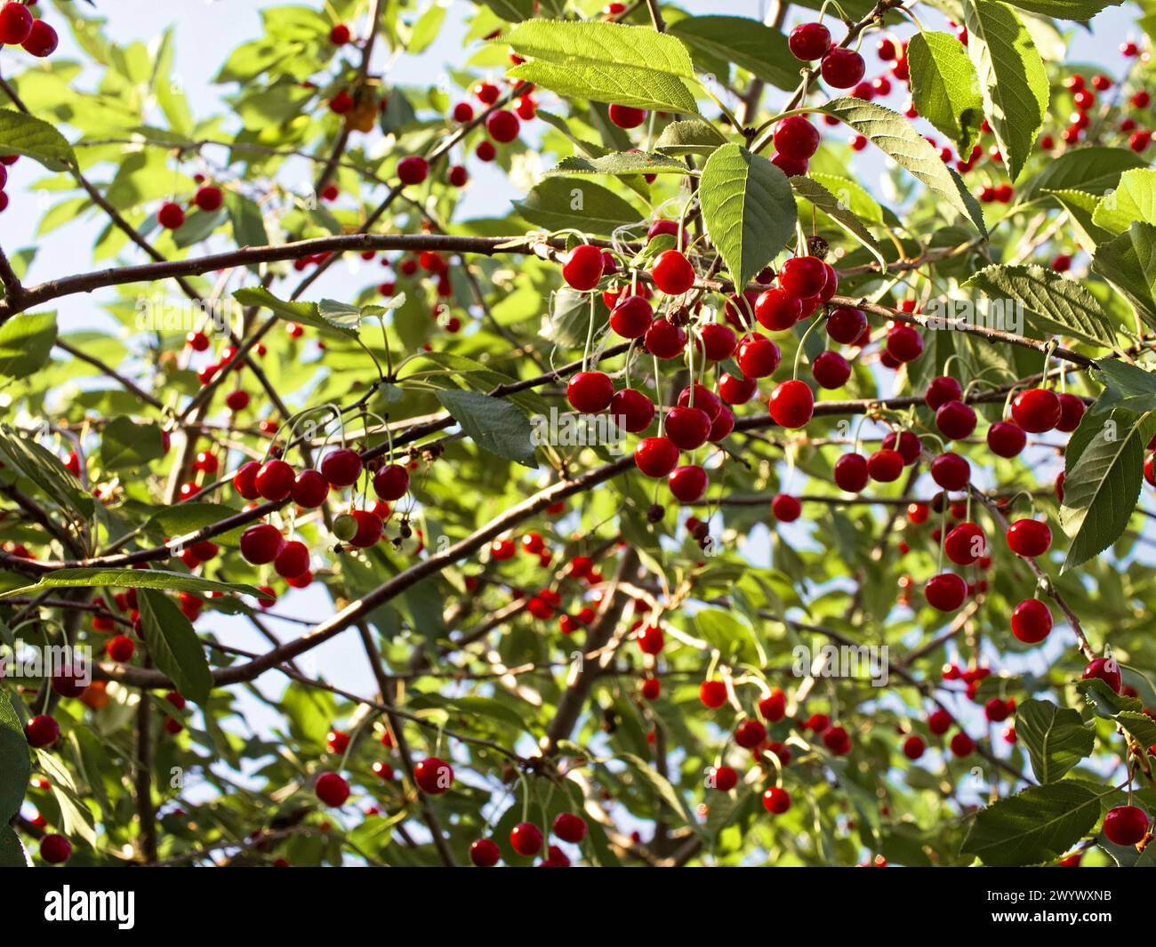 Le ciliegie rosse brillanti si staccano dai loro steli in mezzo a una lussureggiante vegetazione, catturando l'essenza di una stagione di raccolta fruttuosa. Foto Stock