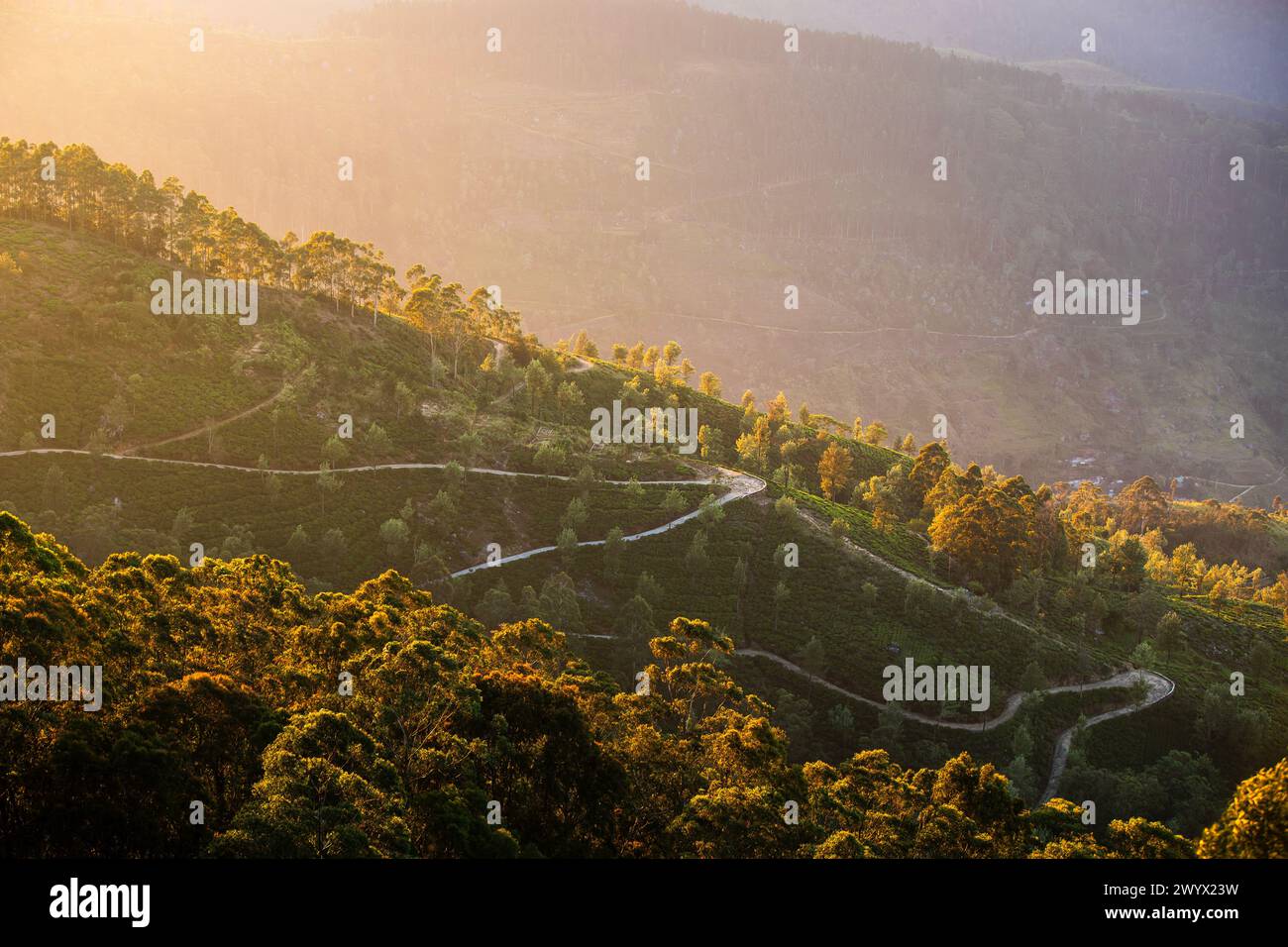 Strada tortuosa nel mezzo delle piantagioni di tè. Colline vicino a Haputale nello Sri Lanka alla luce dorata. Foto Stock