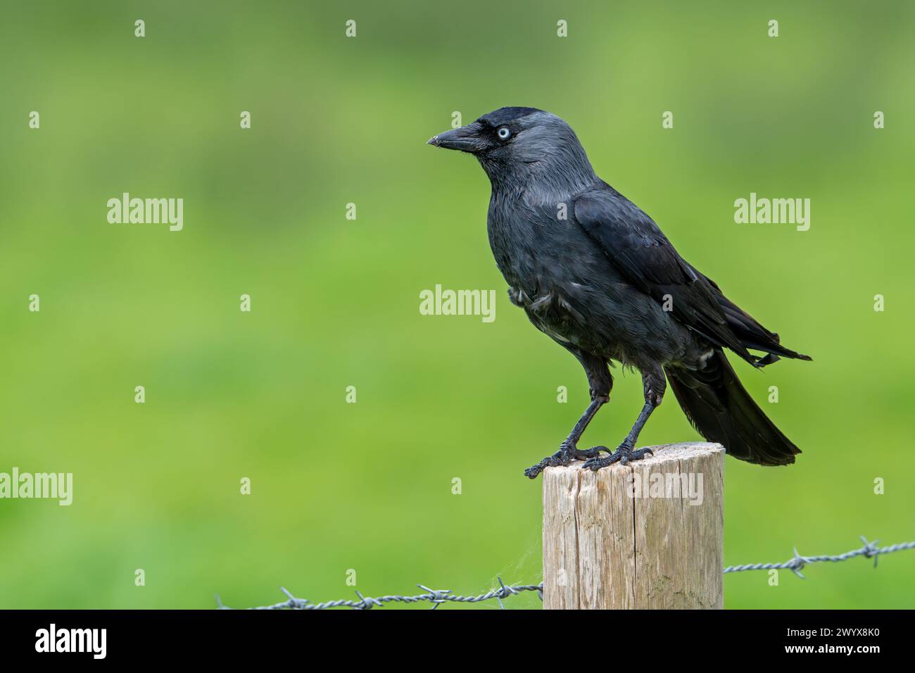 Jackdaw occidentale / jackdaw europeo (Corvus monedula / Coloeus monedula) arroccato su un palo di recinzione di legno lungo prato / pascolo Foto Stock