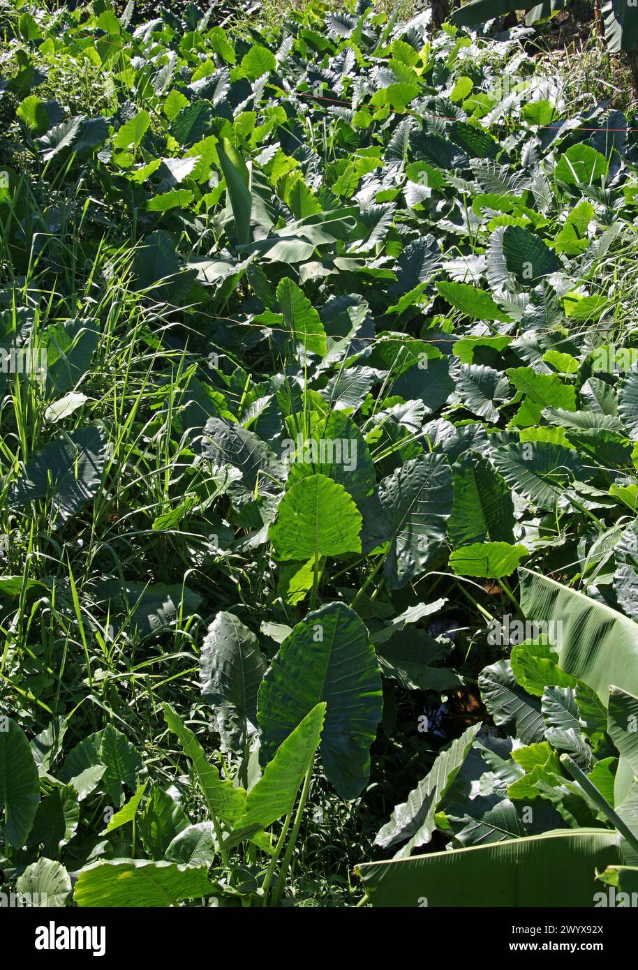 Arrowleaf Elephant Ear Plants, Xanthosoma sagittifolium, Araceae, coltivate tra file di banane. Piantagione di banane, Cano Blanco, Costa Rica. Xantho Foto Stock