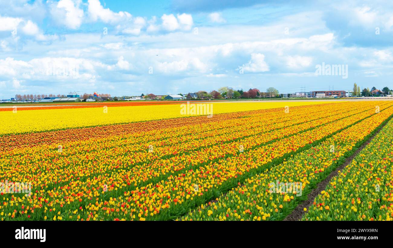 Vista aerea pittoresca del campo di tulipani. Un campo di tulipani gialli in primo piano. Gli ibridi tulipani sono coltivati in file per scopi commerciali nei campi o Foto Stock