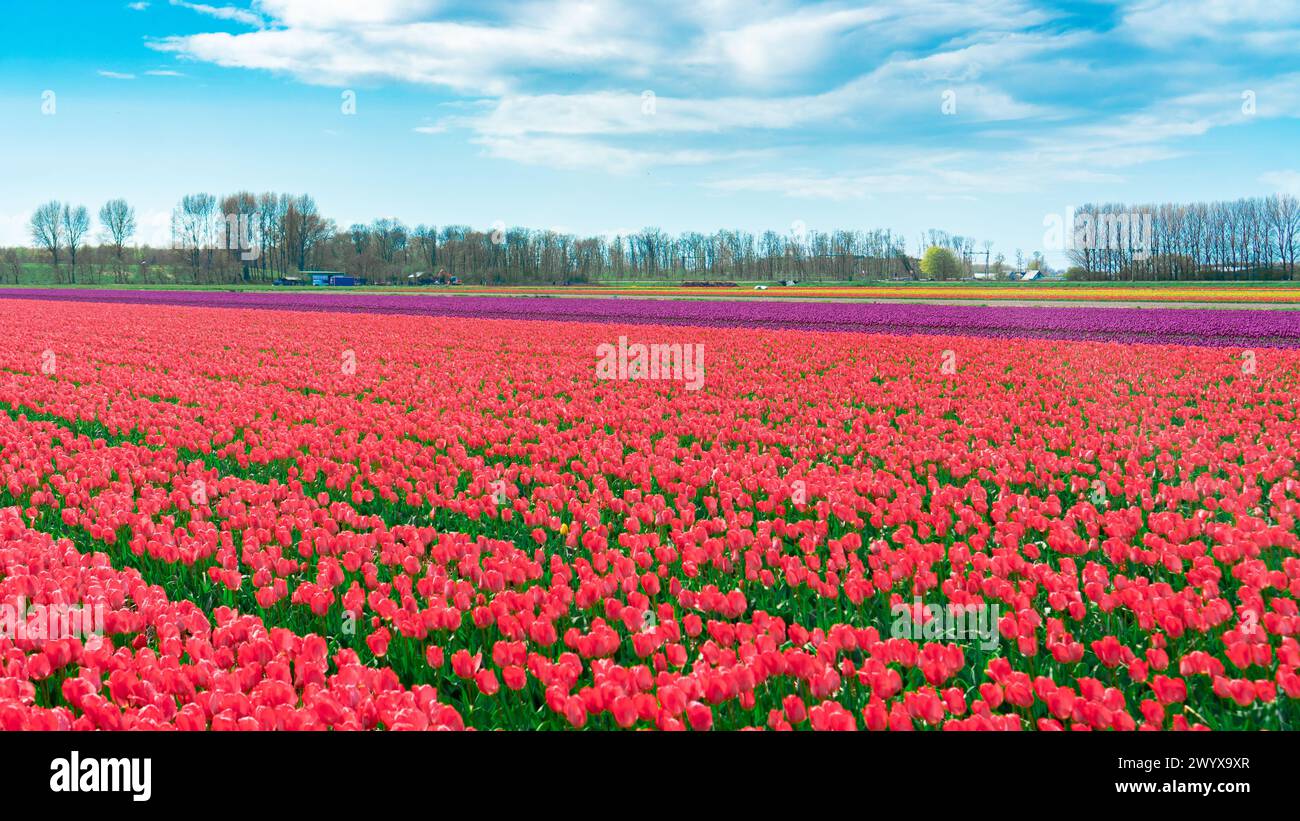 I tulipani rosa crescono in file in un campo di fiori. Un campo di tulipani in primo piano contro il cielo blu nelle giornate di sole. Coltivare tulipani in una fattoria a conduzione familiare a Lisse Foto Stock