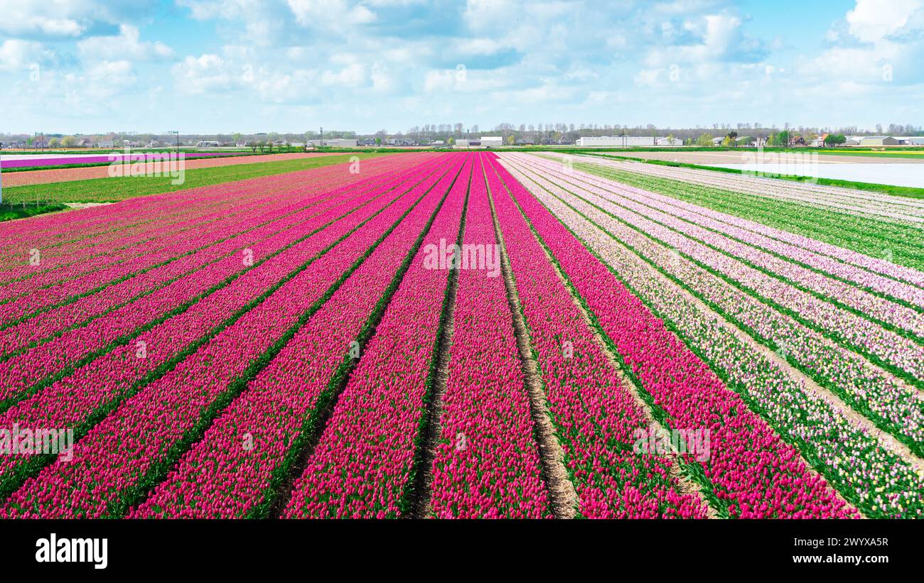 I tulipani rosa e magenta crescono in un campo agricolo in un villaggio vicino ad Amsterdam. Vista aerea pittoresca del campo di tulipani. File semplici di tulipani. Commerciale Foto Stock