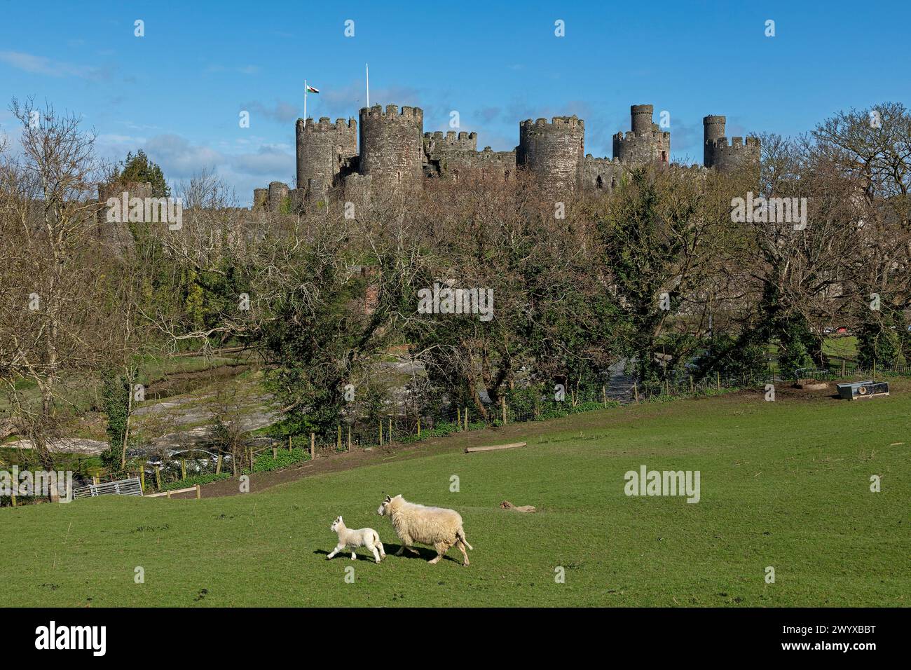 Pecore, agnello, castello, Conwy, Galles, gran Bretagna Foto Stock