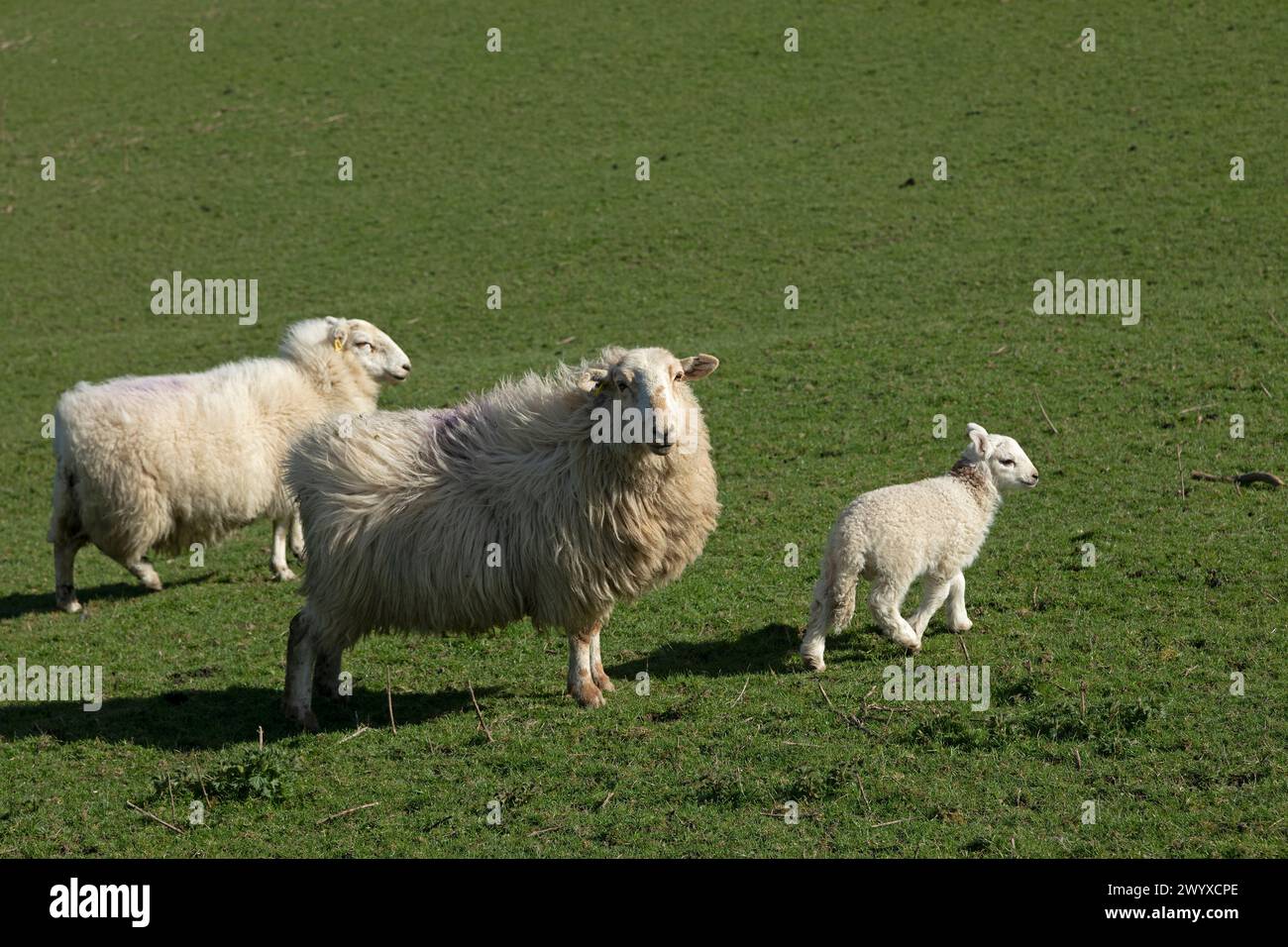 Pecore, agnello, Conwy, Galles, Gran Bretagna Foto Stock