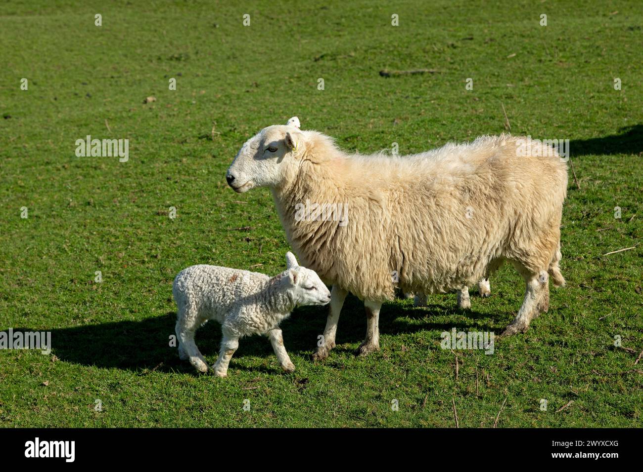 Pecore, agnello, Conwy, Galles, Gran Bretagna Foto Stock