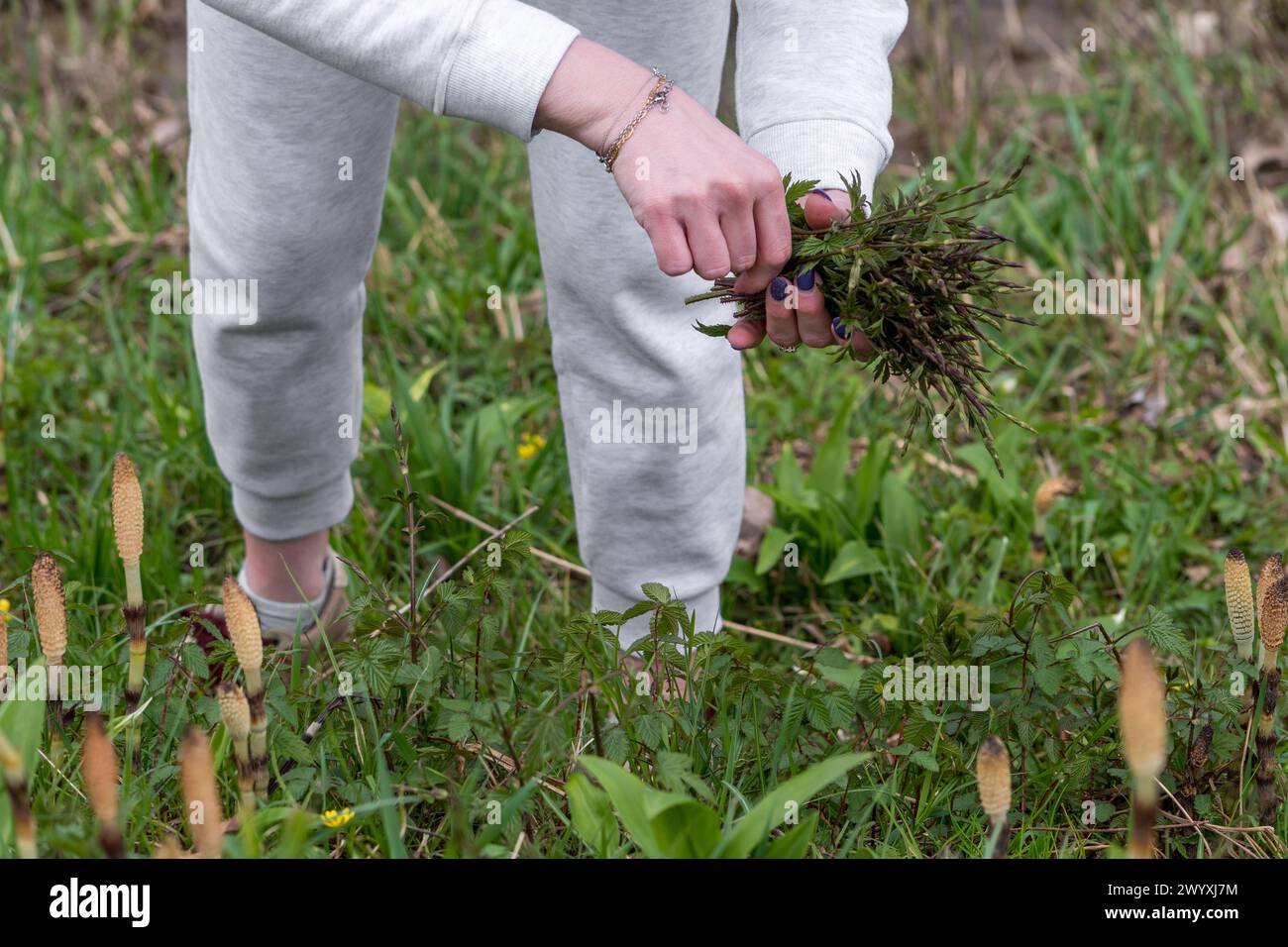 La donna raccoglie i Bruscandoli: Erbe selvatiche in un prato del nord Italia dove si trovano anche piante di equiseto (Equisetum telmateia). Erbacea perenne Foto Stock