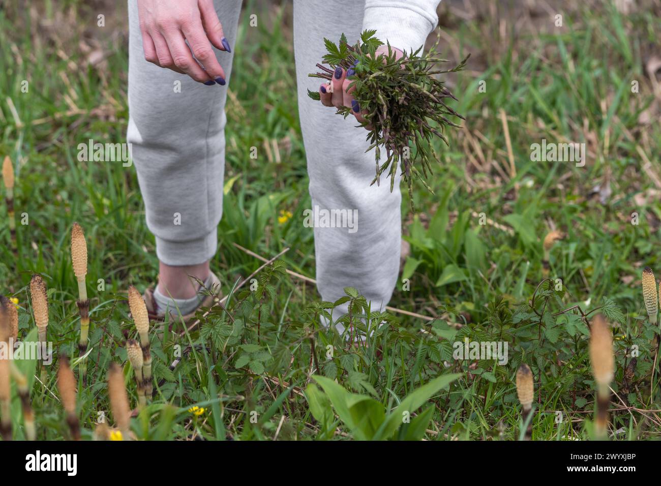 La donna raccoglie erbe selvatiche in un prato del nord Italia dove si trovano anche varie piante di equiseto (Equisetum telmateia). Pianta erbacea perenne Foto Stock