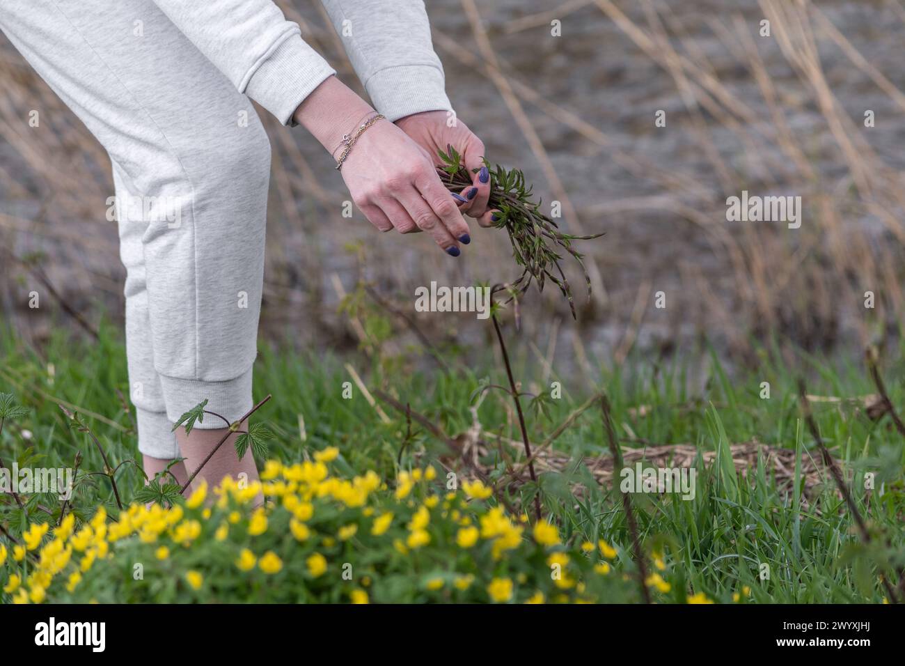 La donna raccoglie i Bruscandoli: Erbe selvatiche in un prato del nord Italia dove si trovano anche piante di equiseto (Equisetum telmateia). Erbacea perenne Foto Stock