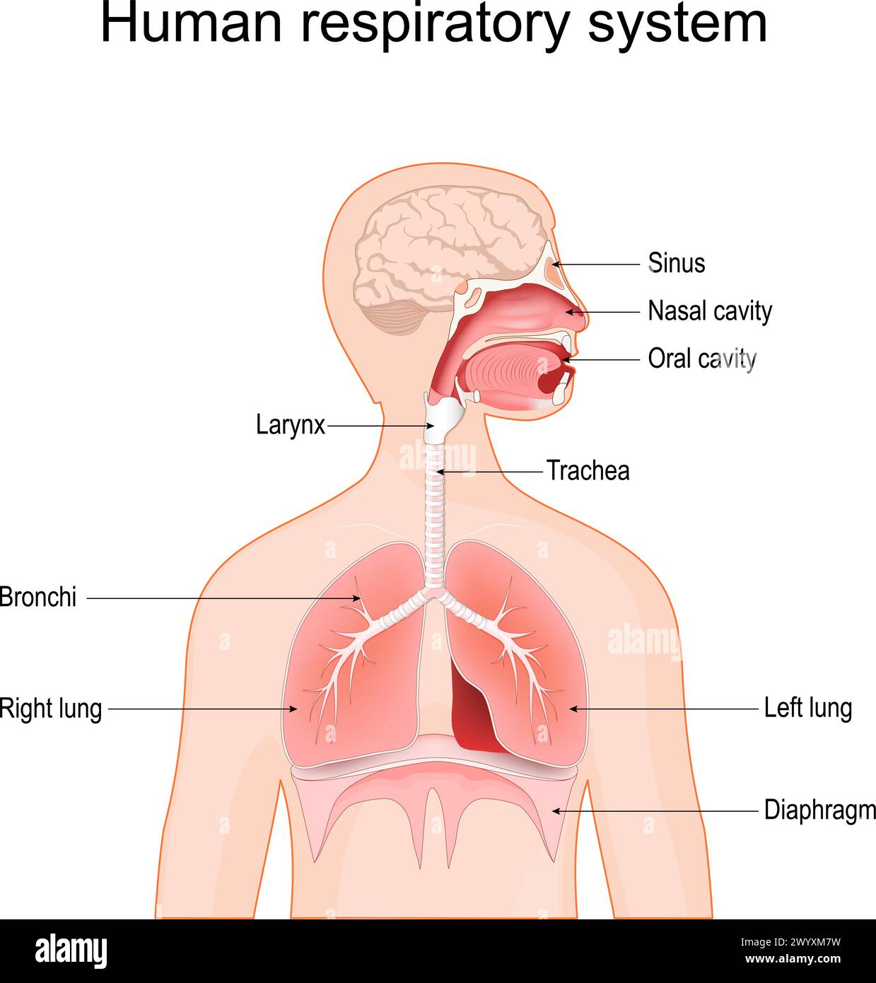 Sistema respiratorio umano. Bronchi, seno, diaframma, polmoni, laringe, cavità orale, cavità nasale e trachea. illustrazione vettoriale isolata sul retro bianco Illustrazione Vettoriale