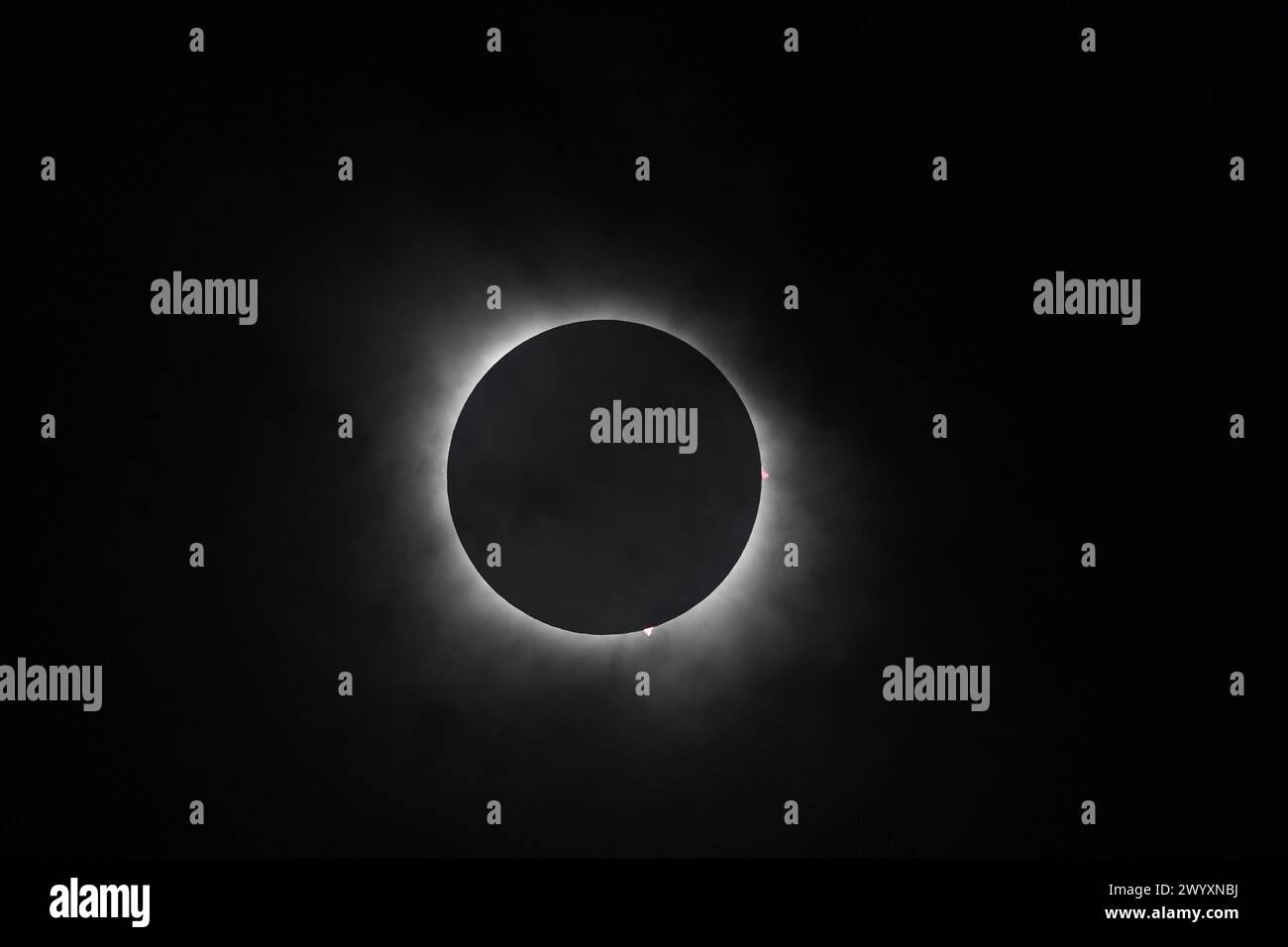 Burnet, Texas Stati Uniti, 8 aprile 2024. Un'eclissi solare totale del sole vista dalle rive del lago Buchanan nel Texas centrale. L'area era all'interno della banda diretta di totalità dove la luna copriva il sole per 4 minuti e 24 secondi. Questa è stata la prima eclissi solare totale ad attraversare il Texas nel 1878; la prossima non sarà fino al 2317. Crediti: Bob Daemmrich/Alamy Live News Foto Stock