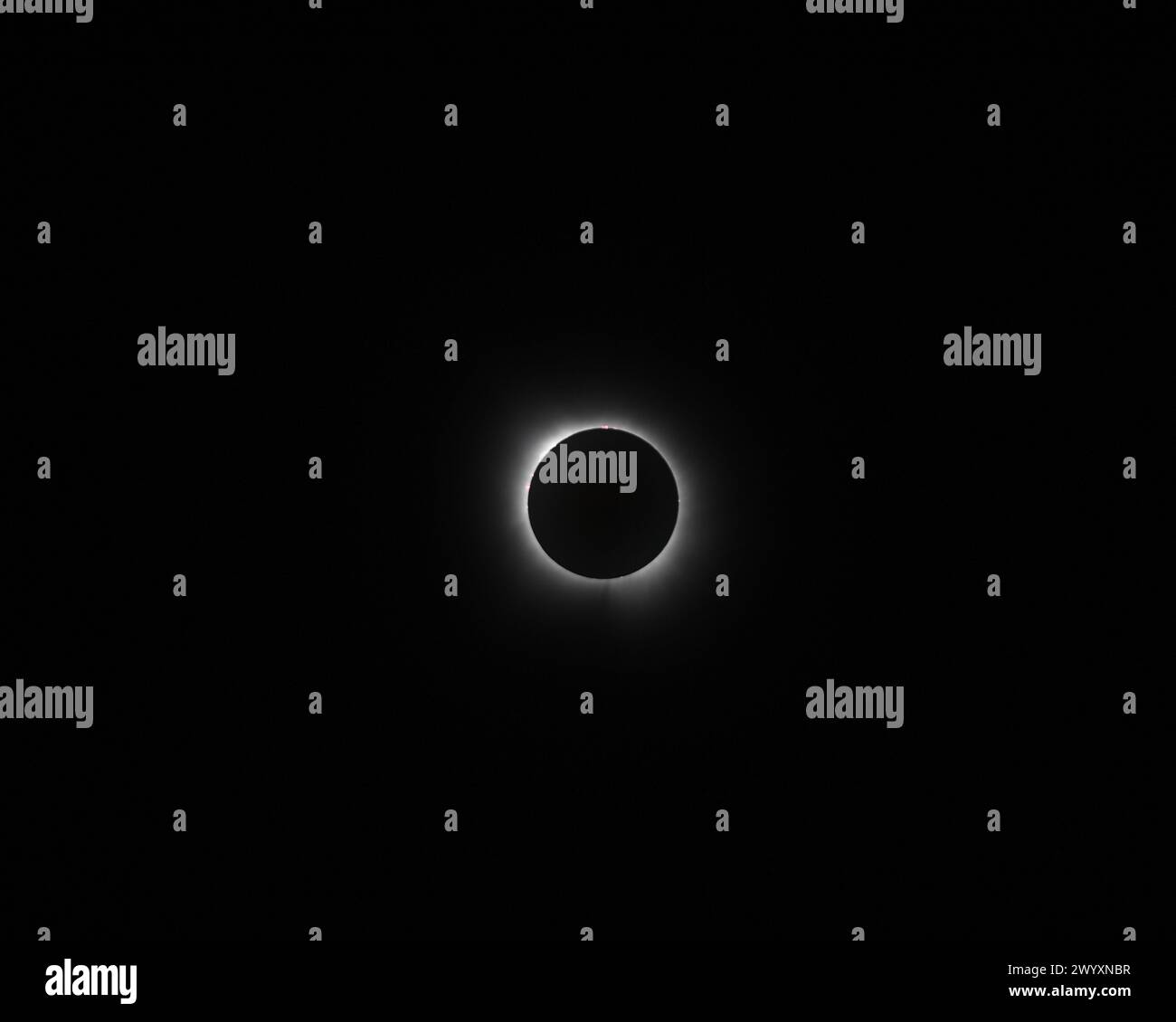 Burnet, Texas Stati Uniti, 8 aprile 2024. Un'eclissi solare totale del sole vista dalle rive del lago Buchanan nel Texas centrale. L'area era all'interno della banda diretta di totalità dove la luna copriva il sole per 4 minuti e 24 secondi. Questa è stata la prima eclissi solare totale ad attraversare il Texas nel 1878; la prossima non sarà fino al 2317. Crediti: Bob Daemmrich/Alamy Live News Foto Stock