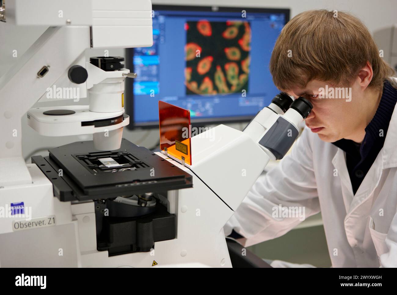 Analisi di campioni marcati fluorescenti, laboratorio di caratterizzazione, microscopio confocale, CIC nanoGUNE Nanoscience Cooperative Research Center, Donostia, Gipuzkoa, Euskadi, Spagna. Foto Stock