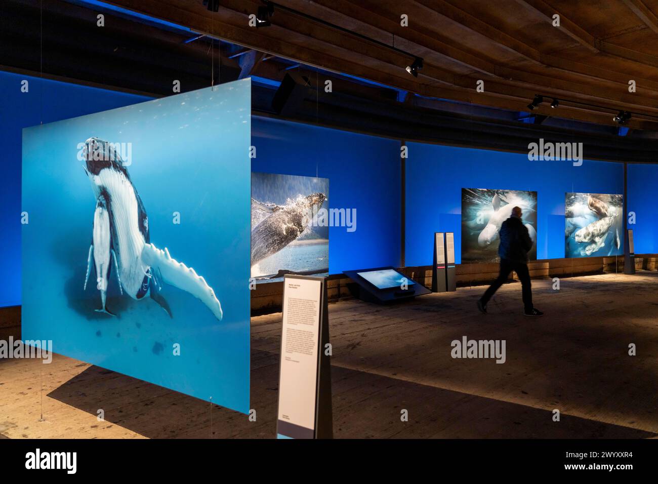 Mostra Plante Ozean nel Gasometer di Oberhausen, gli oceani nella loro fragile bellezza sono al centro della nuova mostra, foto di grande formato, e Foto Stock