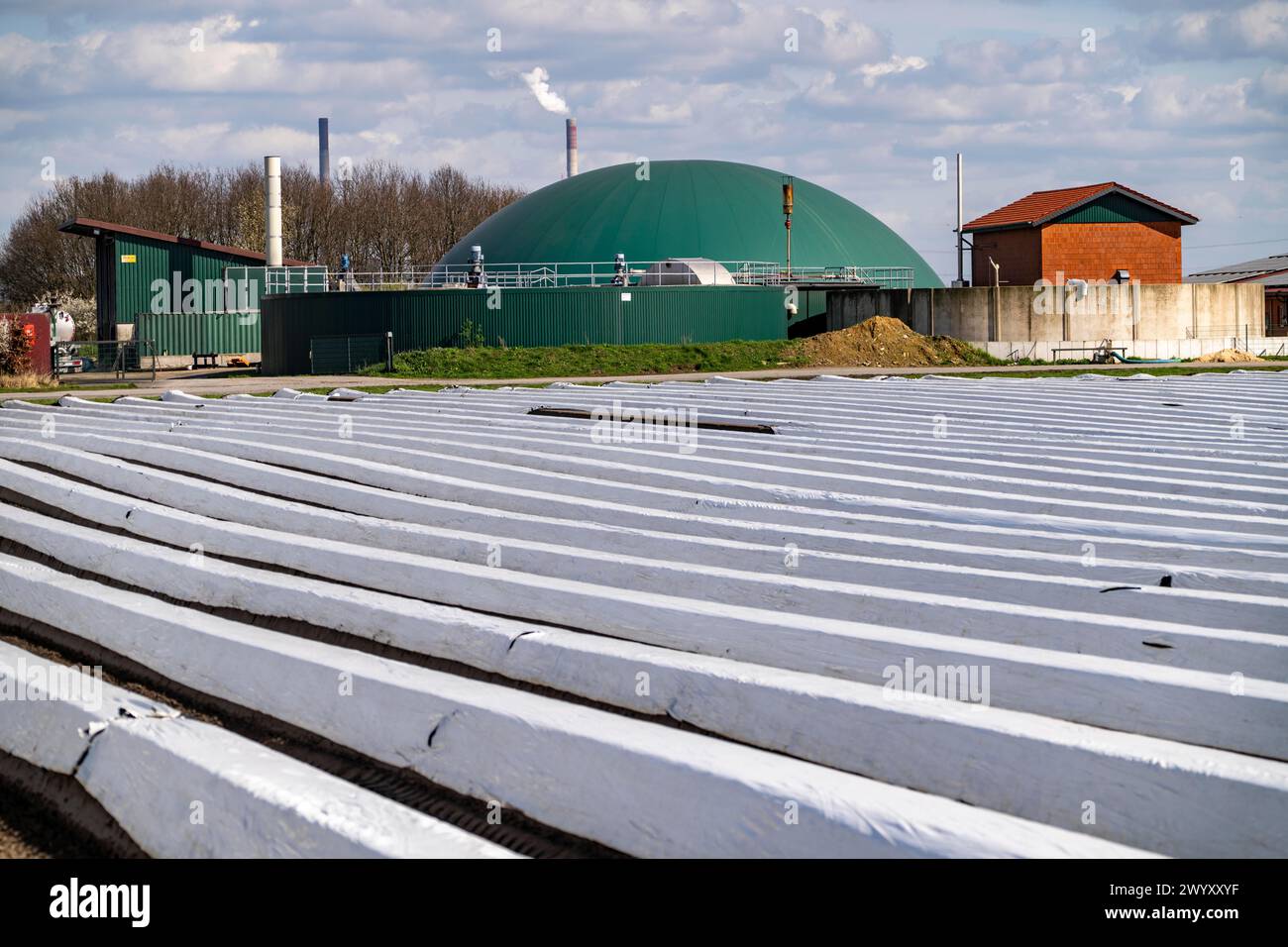 Campi di asparagi, steli di asparagi sotto stagnola, per una crescita più rapida, impianto di biogas in un'azienda agricola, vicino a Kirchhellen, distretto di Bottrop, NRW, Germania, Foto Stock