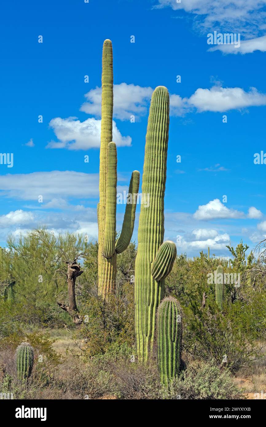 Cactus gode del sole primaverile nel Saguaro National Park in Arizona Foto Stock