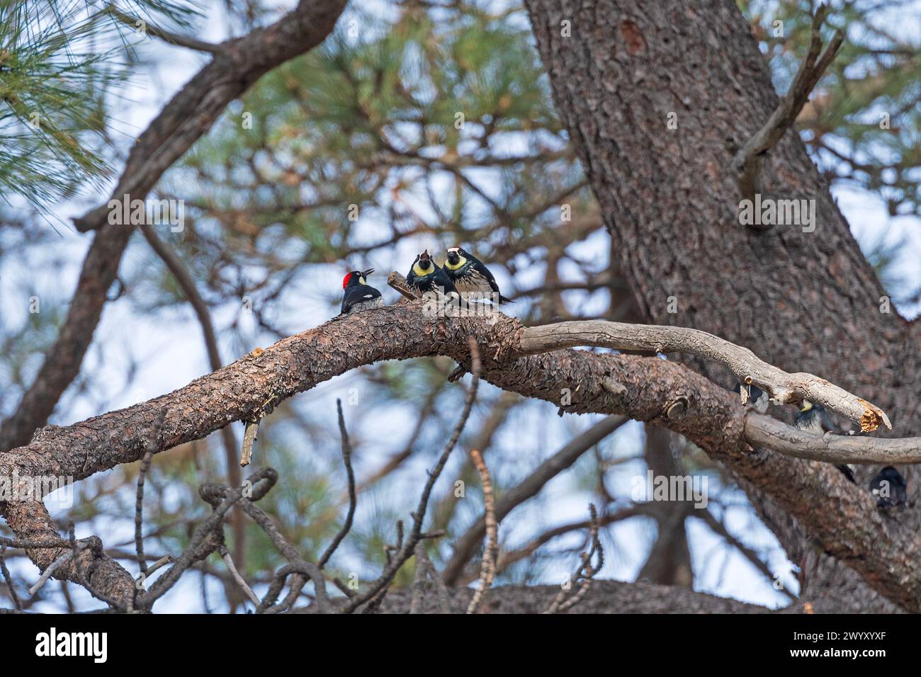 Picchi di mais in un albero di quercia nel Cuyamaca Rancho State Park in California Foto Stock