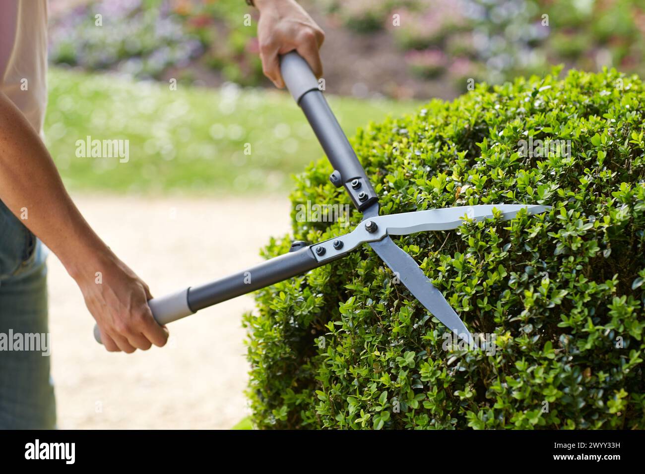 Tagliasiepi, strumento Mano, giardino, potatura giardiniere bush. Foto Stock