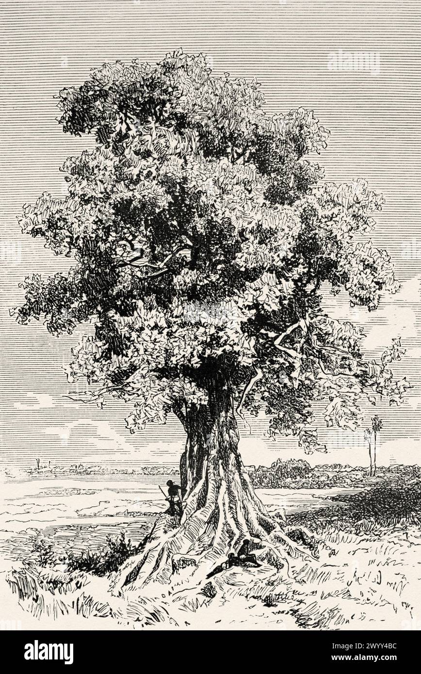 Ceiba pentandra, albero tropicale dell'ordine Malvales e famiglia Malvaceae, Ciad. Africa centrale. Disegno di Ivan Pranishnikoff (1841 - 1909) viaggio da Borno a Baguirmi 1872 del Dr. Gustav Hermann Nachtigal (1834 - 1885) le Tour du Monde 1880 Foto Stock