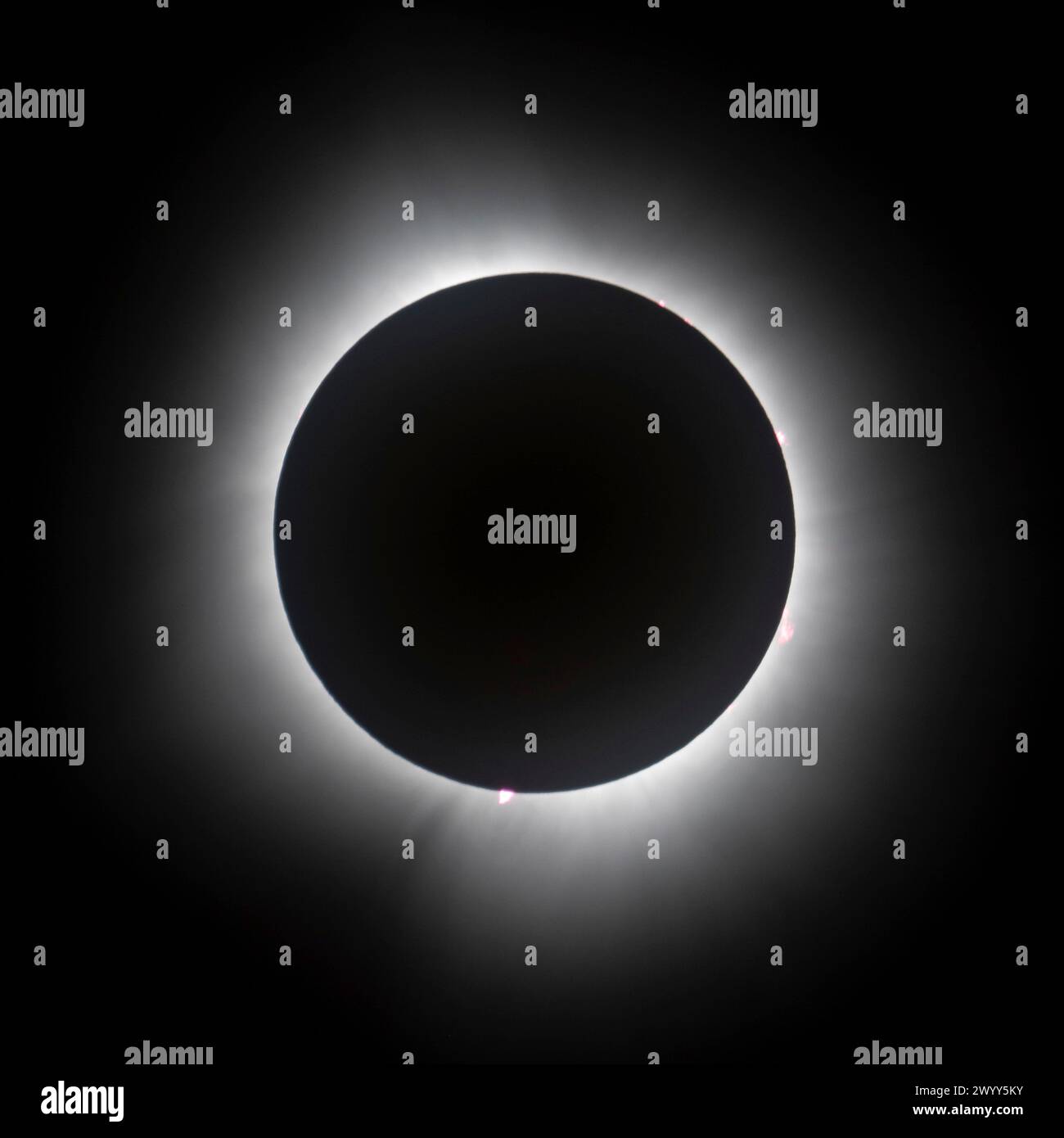 Indianapolis, Stati Uniti d'America. 8 aprile 2024. Indianapolis, Stati Uniti d'America. 8 aprile 2024. La Luna copre completamente la parte anteriore del Sole durante un'eclissi solare totale osservata dall'Indianapolis Motor Speedway, 8 aprile 2024, a Indianapolis, Indiana. Un'eclissi solare totale ha attraversato una stretta porzione del continente nordamericano dal Messico alla costa atlantica di Terranova, in Canada. Crediti: Joel Kowsky/NASA/Alamy Live News Foto Stock