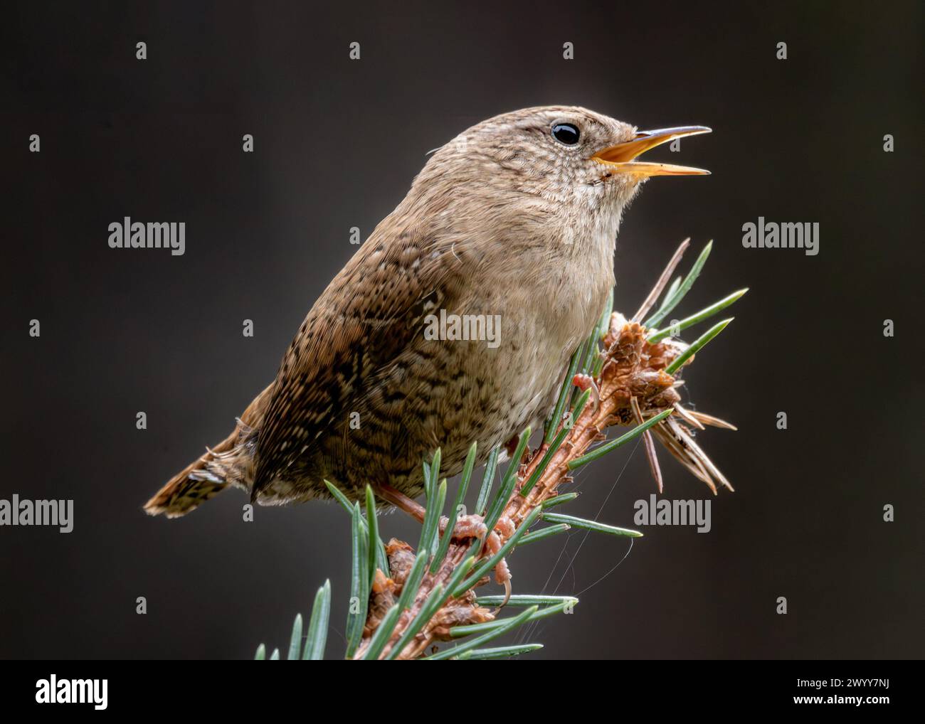 Un wren cantante su un pino Foto Stock