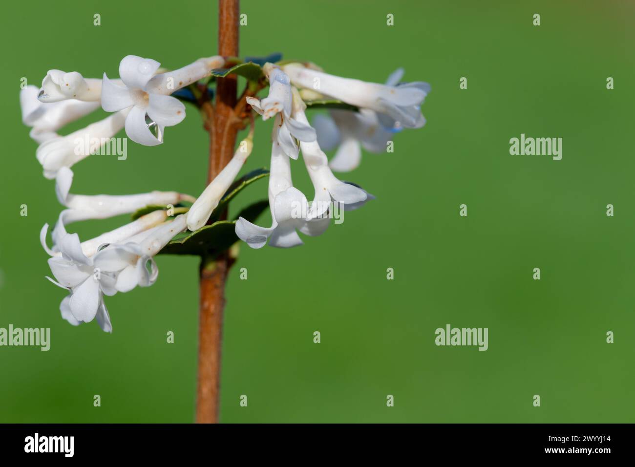 Primo piano di fiori di osmanthus delavayi in fiore Foto Stock