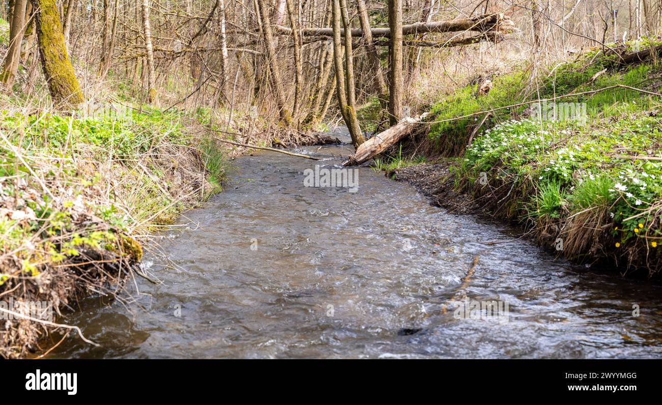 natürlicher Bachverlauf der Selke im Harz Foto Stock