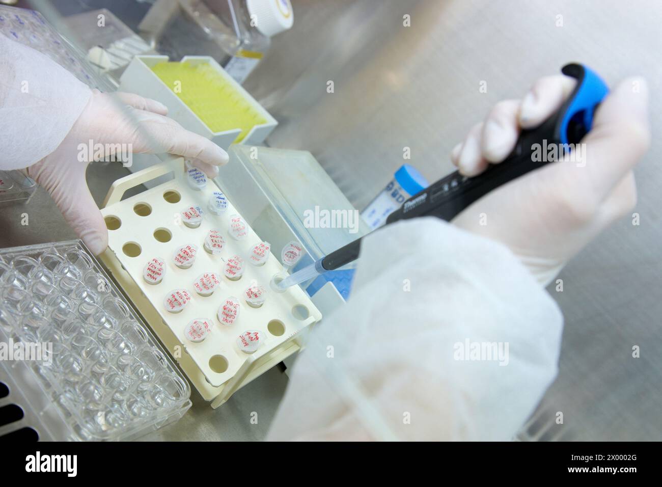 Ricercatore che modifica il terreno in una linea cellulare seminata su piastre a 96 pozzetti all'interno di una cappa a flusso laminare il terreno viene sostituito all'interno della cappa utilizzando pipette e puntali per pipette sterili, Cell Culture Laboratory, Unit of Health Technology, Tecnalia Research & Innovation, Miramon Technology Park, San Sebastian, Donostia, Gipuzkoa, paesi Baschi, Spagna. Foto Stock