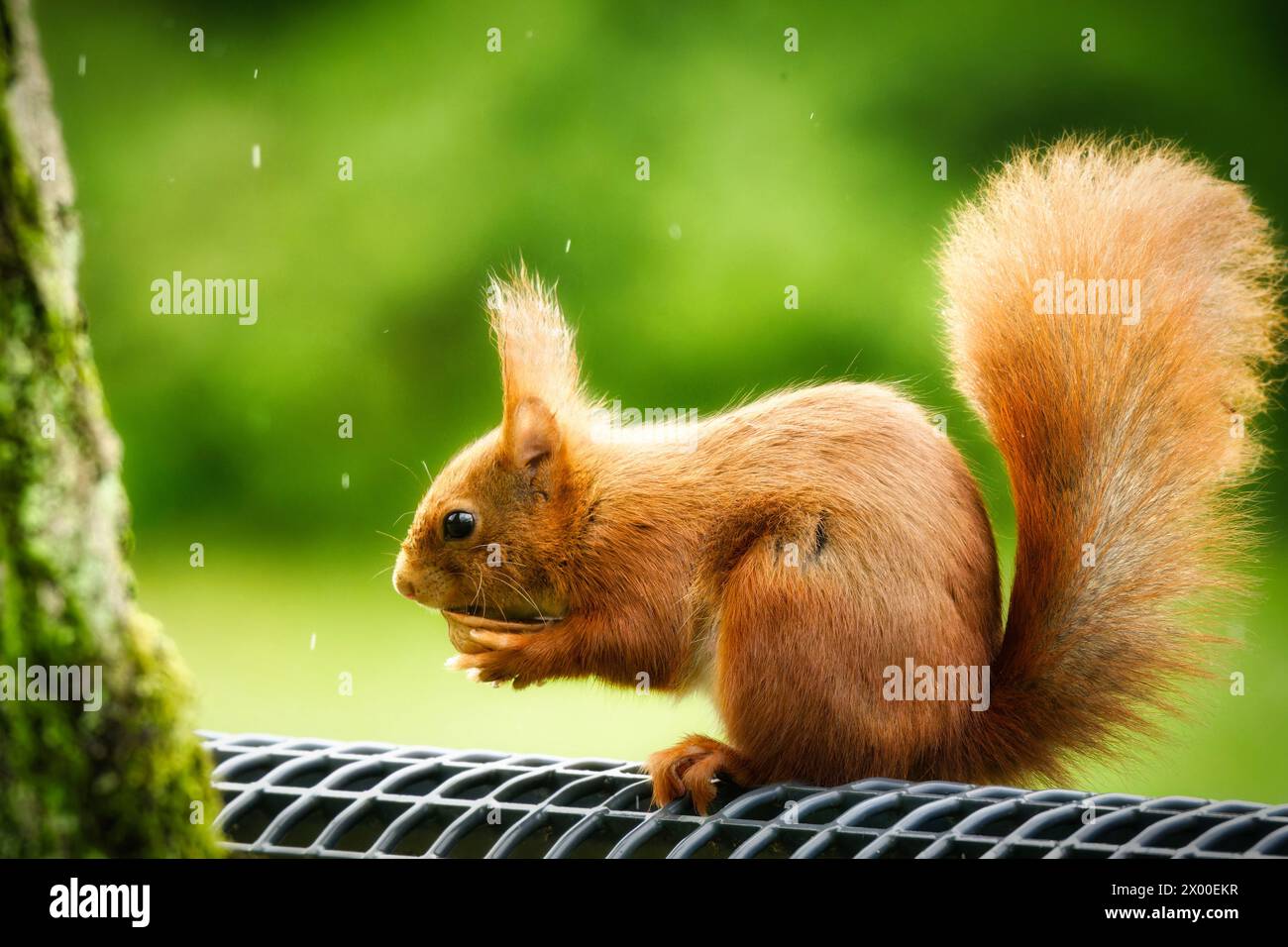 uno scoiattolo siede sul retro di una panchina in un parco sotto la pioggia e mangia mezzo noce nelle zampe Foto Stock